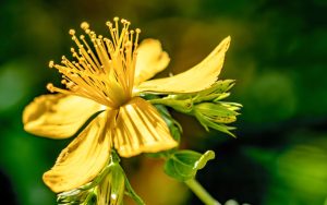 Hypericum+Perfoliatum+Flower