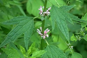 motherwort-flower